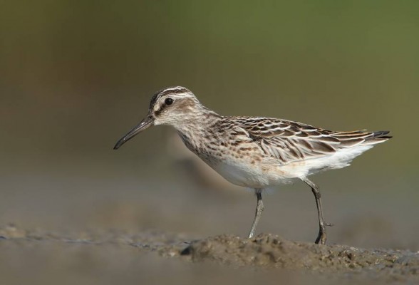 Borad-billed Sandpiper, Bulgaria Birding Tour, Bulgaria Nature Tour, Romania Birding Tour, Romania Nature Tour, Bulgaria and Romania Birding Tour, Naturalist Journeys