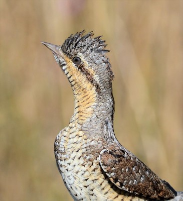 Eurasian Wryneck, Bulgaria Birding Tour, Bulgaria Nature Tour, Romania Birding Tour, Romania Nature Tour, Bulgaria and Romania Birding Tour, Naturalist Journeys