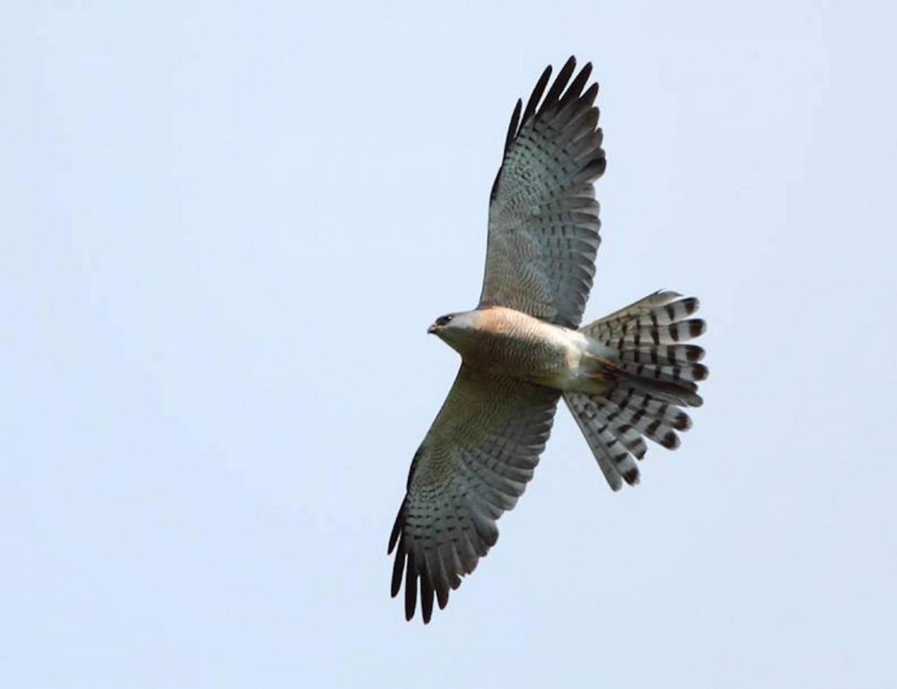 Levant Sparrowhawk, Bulgaria Birding Tour, Bulgaria Nature Tour, Romania Birding Tour, Romania Nature Tour, Bulgaria and Romania Birding Tour, Naturalist Journeys