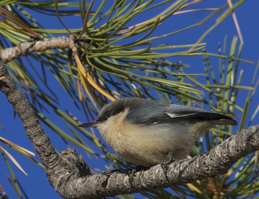 New Mexico Nature tour, New Mexico Wildlife Tour, New Mexico Birding Tour, Naturalist Journeys