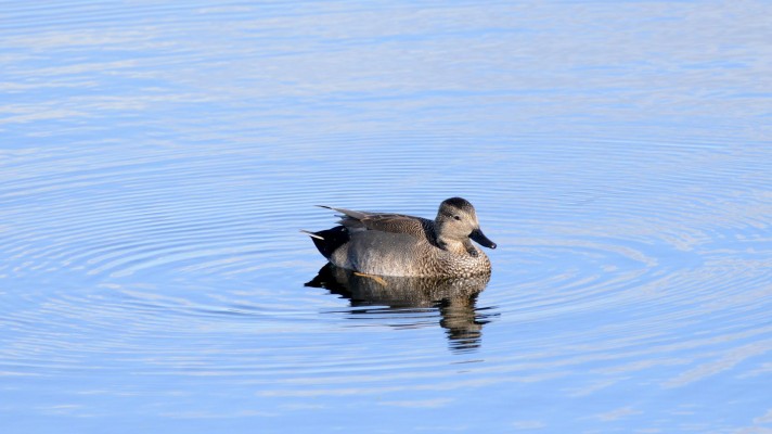 Gadwall, New Mexico Nature tour, New Mexico Wildlife Tour, New Mexico Birding Tour, Naturalist Journeys