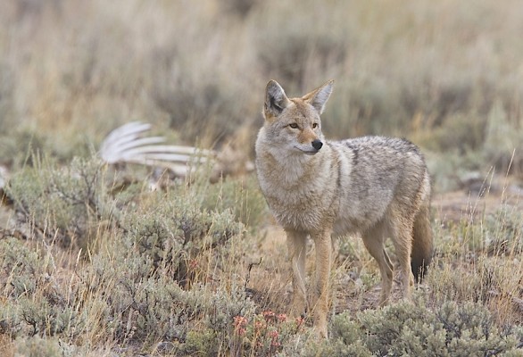 Coyote, New Mexico Nature tour, New Mexico Wildlife Tour, New Mexico Birding Tour, Naturalist Journeys