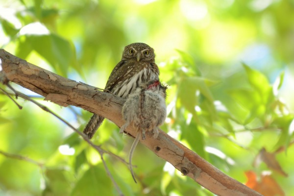 Northern Pygmy Owl, New Mexico Nature tour, New Mexico Wildlife Tour, New Mexico Birding Tour, Naturalist Journeys