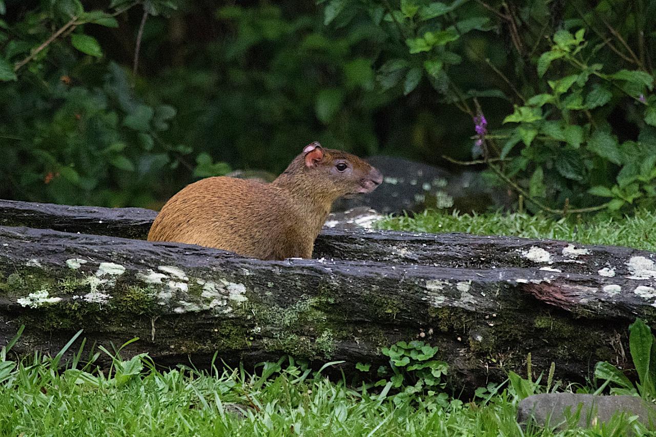 Agouti, Costa Rica, Costa Rica Birding Tour, Costa Rica Nature Tour, Naturalist Journeys