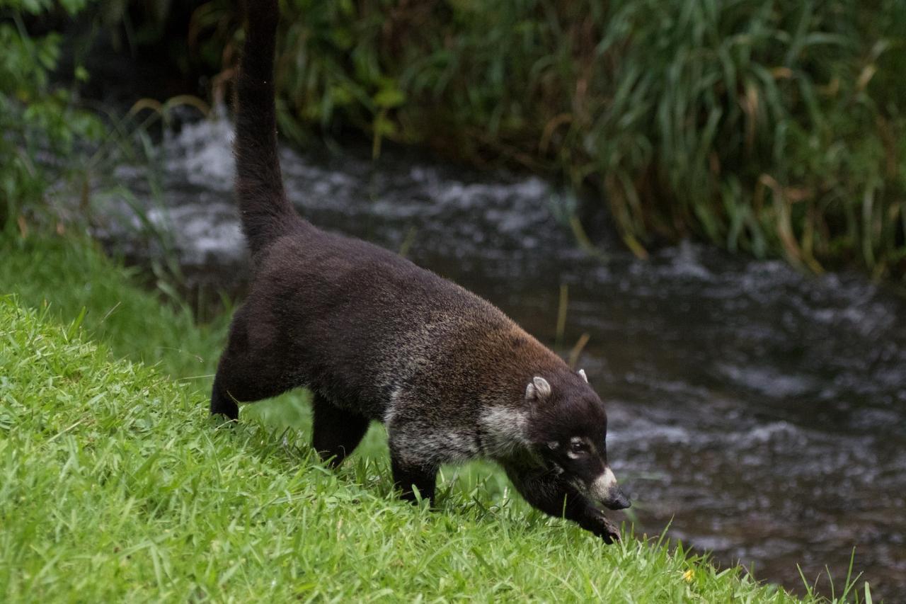 Coatimundi, Costa Rica, Costa Rica Birding Tour, Costa Rica Nature Tour, Naturalist Journeys