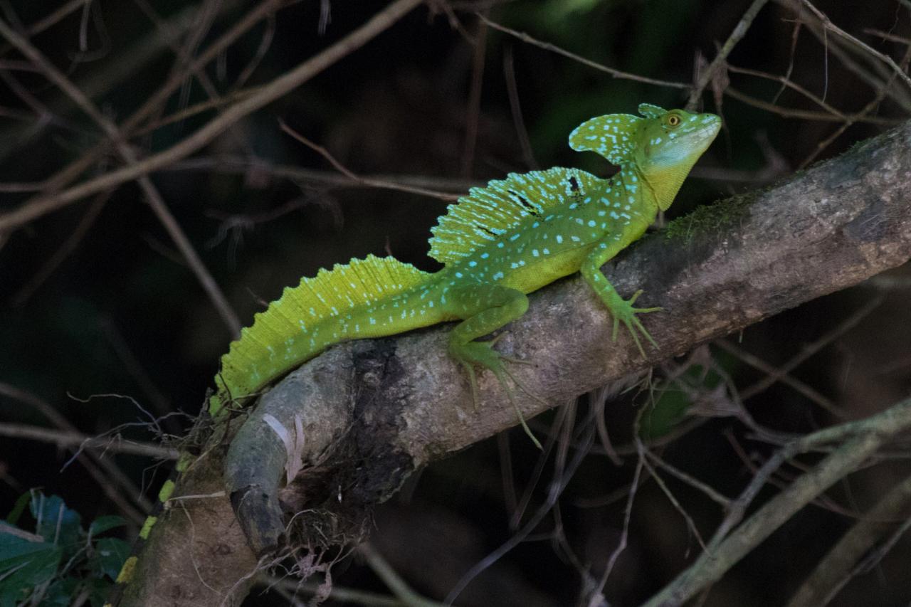 Emerald Basilisk, Costa Rica, Costa Rica Birding Tour, Costa Rica Nature Tour, Naturalist Journeys
