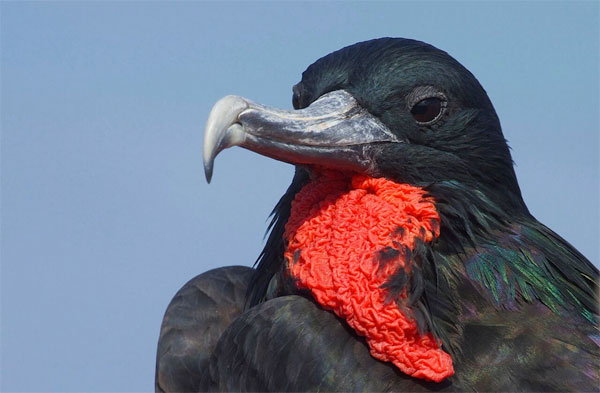 Frigatebird, Galapagos, Galapagos Cruise, Galapagos Nature Cruise, Naturalist Journeys