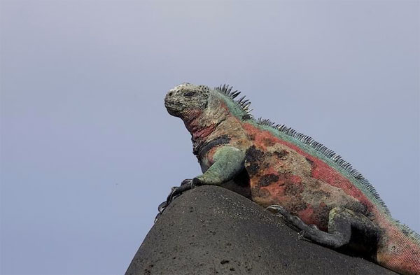 Marine Iguana, Hood Island, Galapagos, Galapagos Cruise, Galapagos Nature Cruise, Naturalist Journeys