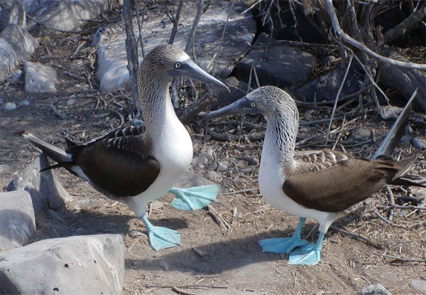 Blue-footed Boobies, Galapagos, Galapagos Cruise, Galapagos Nature Cruise, Naturalist Journeys