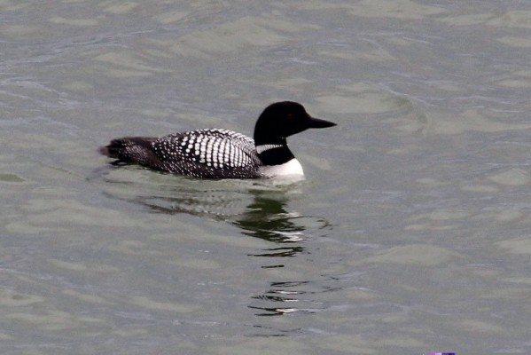 Common Loon, Isle Royale, Northwoods Nature Tour, Michigan Nature Tour, Naturalist Journeys