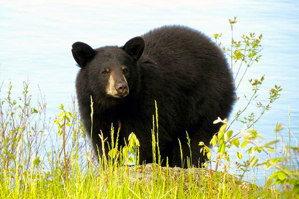 Black Bear, Lake Superior, Minnesota Boundary Waters, Naturalist Journeys 