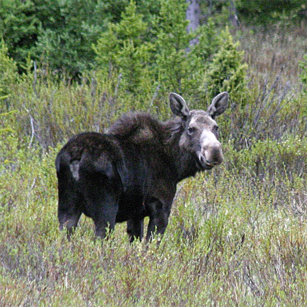 Moose, Lake Superior, Minnesota Boundary Waters, Naturalist Journeys 