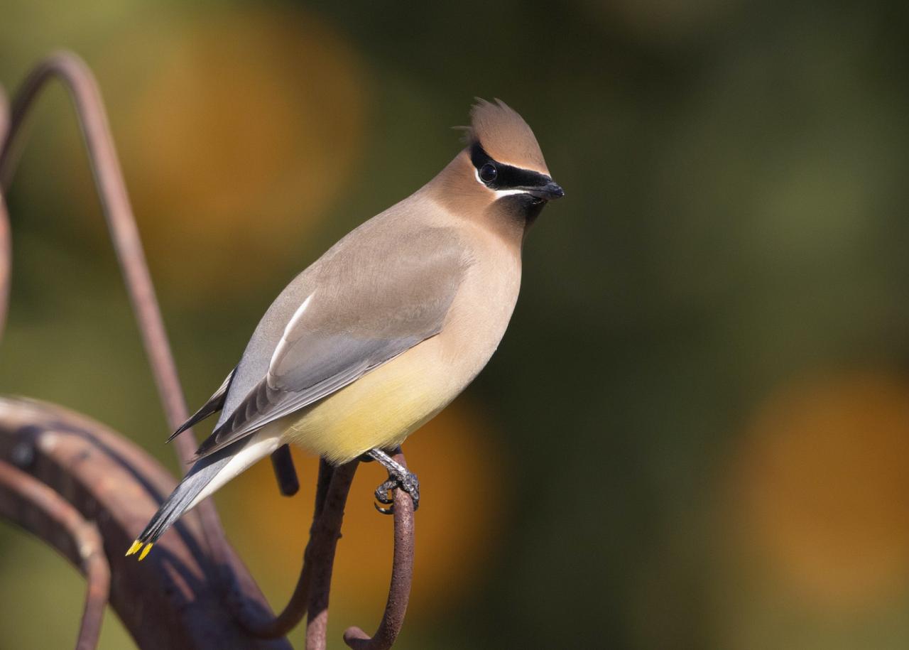 Cedar Waxwing, Lake Superior, Minnesota Boundary Waters, Naturalist Journeys, Minnesota Birding Tour, Lake Superior Birding & Nature; Naturalist Journeys Birding Tour