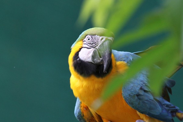 Blue-and-yellow Macaw, Amazon River Cruise, Amazon Basin, Peru, Naturalist Journeys