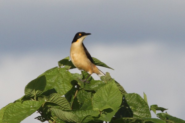 Black-capped Donacobius, Amazon River Cruise, Amazon Basin, Peru, Naturalist Journeys