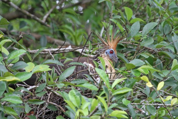 Hoatzin, Amazon River Cruise, Amazon Basin, Peru, Naturalist Journeys