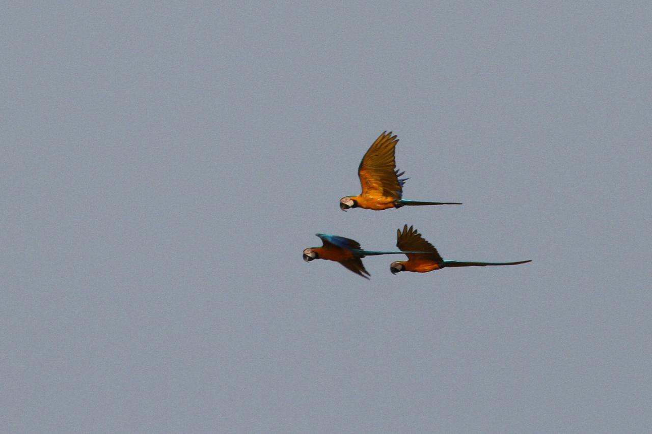 Blue-yellow Macaws, Amazon River Cruise, Amazon Basin, Peru, Naturalist Journeys