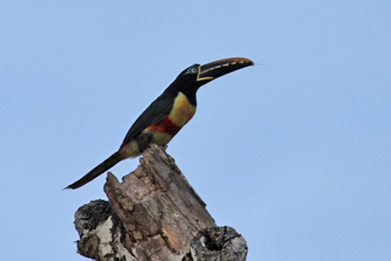 Chestnut-eared Aracari, Amazon River Cruise, Amazon Basin, Peru, Naturalist Journeys