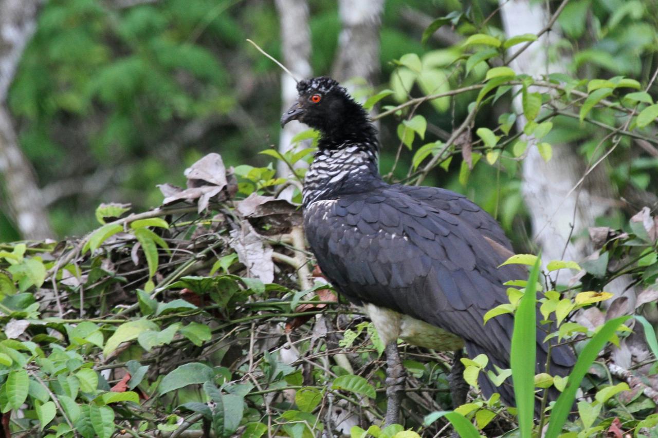 Horned Screamer, Amazon River Cruise, Amazon Basin, Peru, Naturalist Journeys