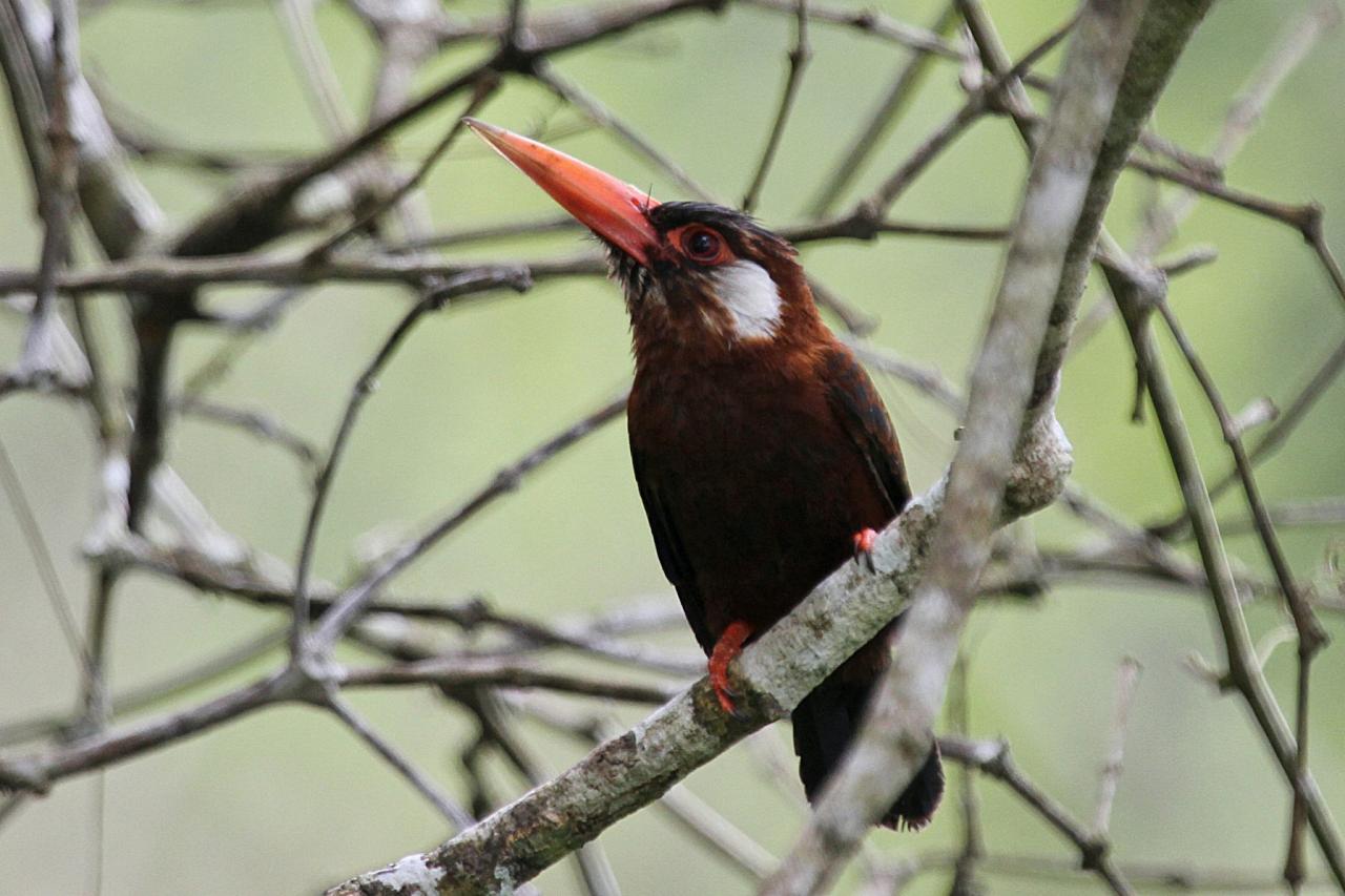 White-eared Jacamar, Amazon River Cruise, Amazon Basin, Peru, Naturalist Journeys