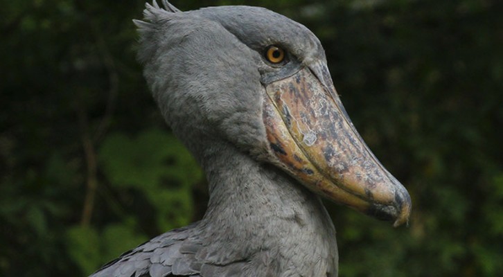 Shoebill, Uganda, Uganda Nature Tour, Uganda Wildlife Tour, Uganda Birding Tour, Naturalist Journeys