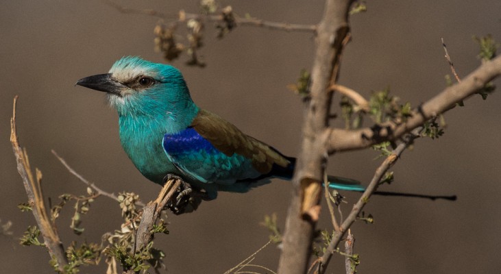 European Roller, Uganda, Uganda Safari, Uganda Wildlife Tour, Uganda Nature Tour, Naturalist Journeys