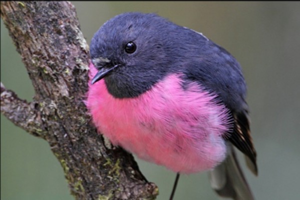 Pink Robin, Australia, Tasmania, Australia Nature Tour, Tasmania Nature Tour, Australia Birding Tour, Tasmania Birding Tour, Naturalist Journeys