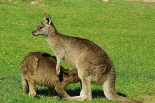 Eastern Gray Kangaroo, Australia, Australia Nature Tour, Australia Birding Tour, Cape York Nature Tour, Naturalist Journeys