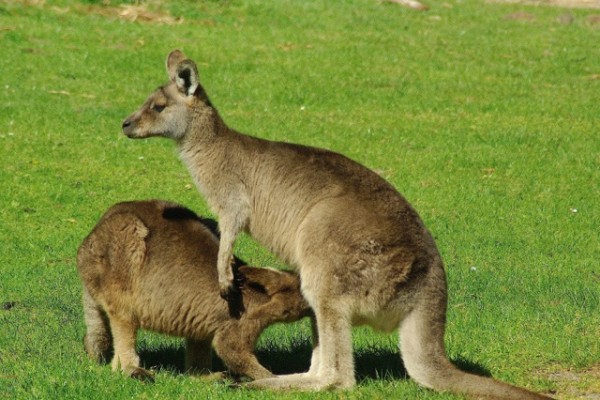 Eastern Gray Kangaroo, Australia, Australia Nature Tour, Australia Birding Tour, Cape York Nature Tour, Naturalist Journeys