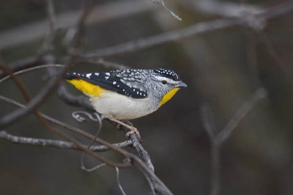 Spotted Pardalote, Australia, Tasmania, Australia Nature Tour, Tasmania Nature Tour, Australia Birding Tour, Tasmania Birding Tour, Naturalist Journeys