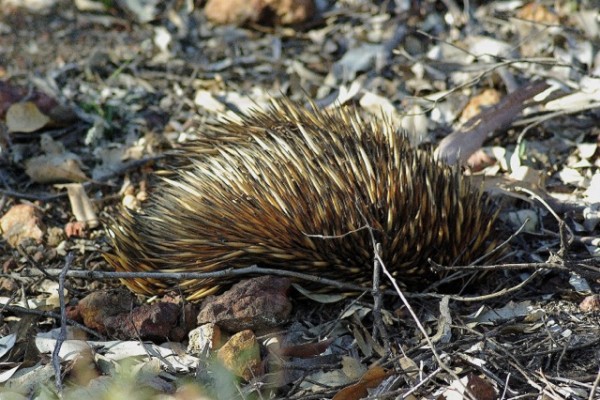 Echidna, Australia, Tasmania, Australia Nature Tour, Tasmania Nature Tour, Australia Birding Tour, Tasmania Birding Tour, Naturalist Journeys