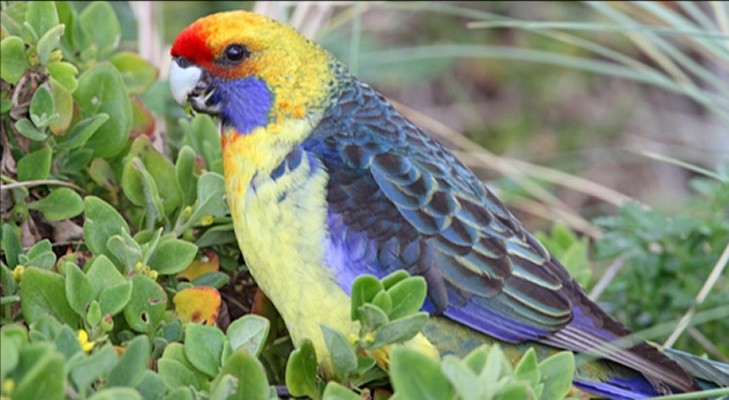 Green Rosella, Australia, Tasmania, Australia Nature Tour, Tasmania Nature Tour, Australia Birding Tour, Tasmania Birding Tour, Naturalist Journeys