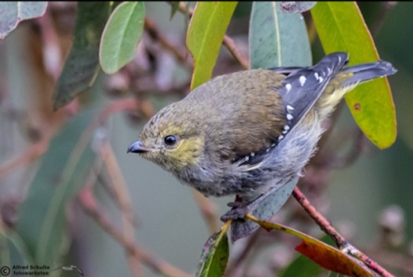 Forty-spotted Pardalote, Australia, Tasmania, Australia Nature Tour, Tasmania Nature Tour, Australia Birding Tour, Tasmania Birding Tour, Naturalist Journeys