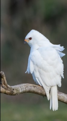 Gray Goshawk (White Morph), Australia, Tasmania, Australia Nature Tour, Tasmania Nature Tour, Australia Birding Tour, Tasmania Birding Tour, Naturalist Journeys