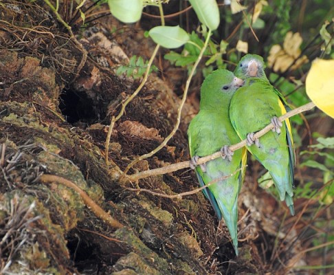 White-winged Parakeet, Florida, South Florida, Florida Nature Tour, Florida Birding Tour, Naturalist Journeys