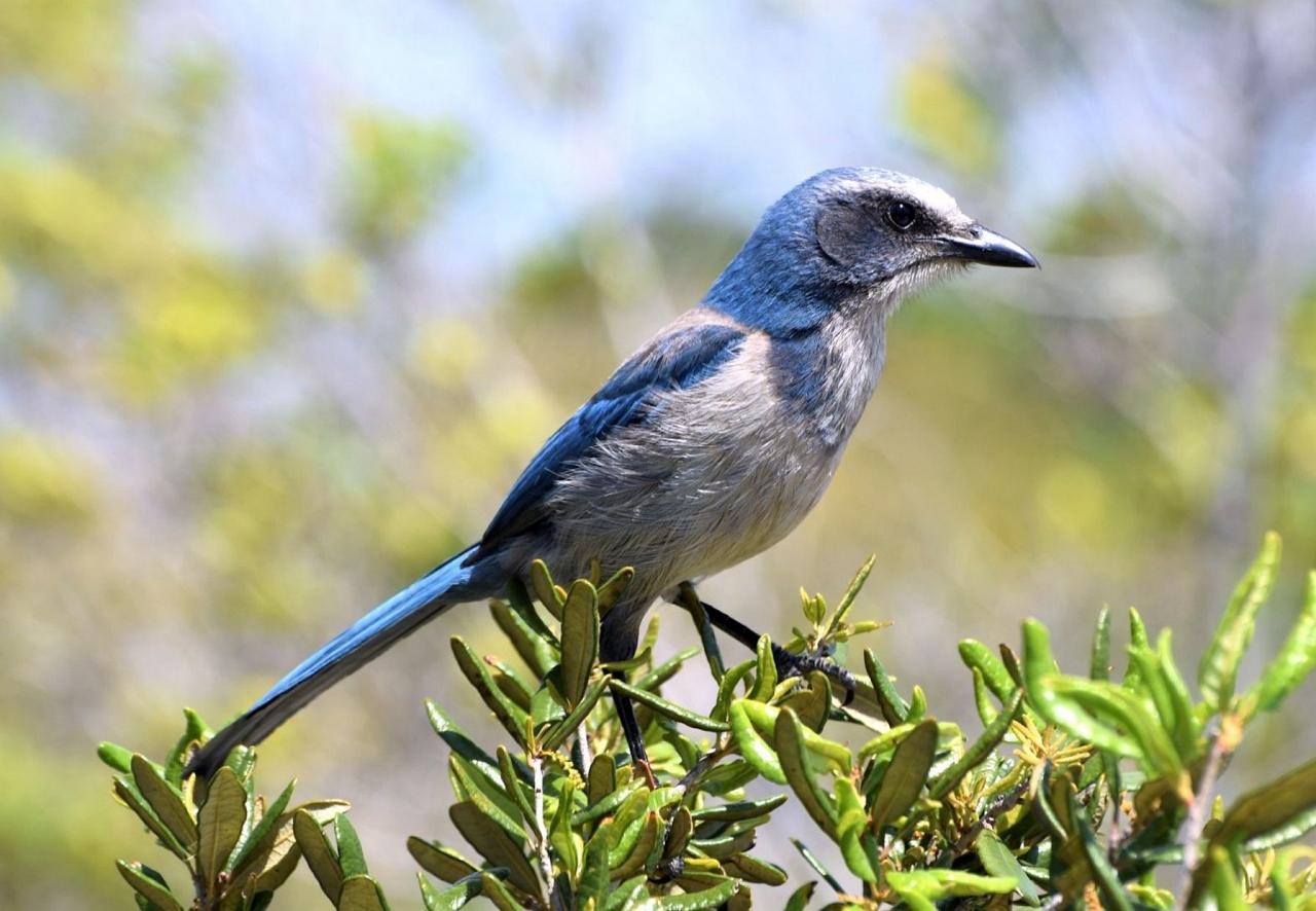 Florida Scrub Jay, Florida, South Florida, Florida Nature Tour, Florida Birding Tour, Naturalist Journeys