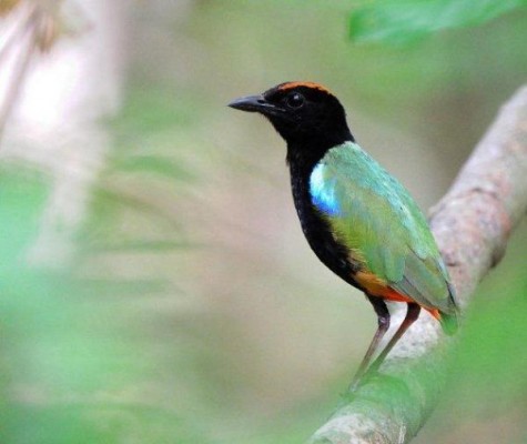 Rainbow Pitta, Australia, Australia Birding Tour, Australia Wildlife Tour, Australia Nature Tour, Naturalist Journeys