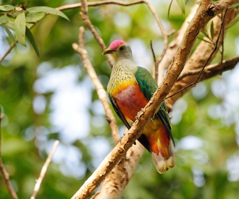 Rose-crowned Fruit Dove, Australia, Australia Birding Tour, Australia Wildlife Tour, Australia Nature Tour, Naturalist Journeys