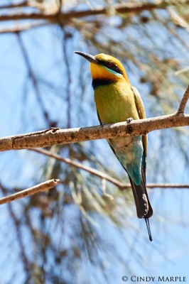 Rainbow Bee-eater, Australia, Australia Birding Tour, Australia Wildlife Tour, Australia Nature Tour, Naturalist Journeys