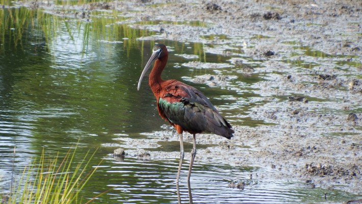 Glossy Ibis, Australia, Australia Birding Tour, Australia Wildlife Tour, Australia Nature Tour, Naturalist Journeys