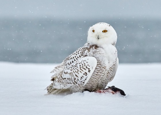 Snowy Owl, Washington, Washington Winter Birding Tour, Skagit Valley Winter Birding Tour, Naturalist Journeys