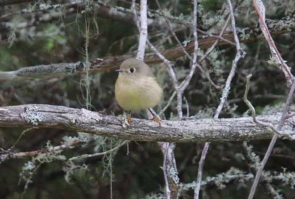 Ruby-crowned Kinglet, Washington, Washington Winter Birding Tour, Skagit Valley Winter Birding Tour, Naturalist Journeys
