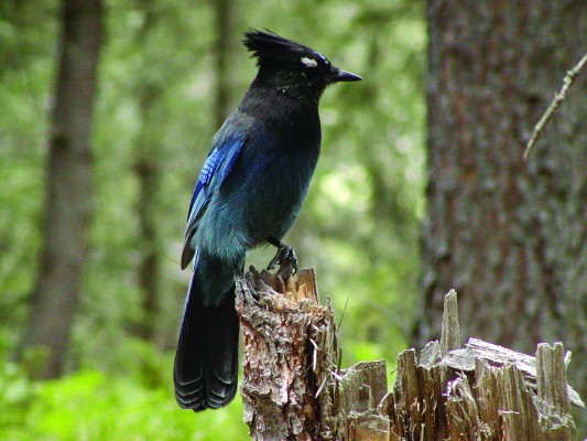 Steller's Jay, Washington, Washington Winter Birding Tour, Skagit Valley Winter Birding Tour, Naturalist Journeys