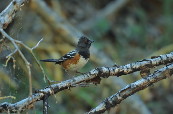 Spotted Towhee, Washington, Washington Winter Birding Tour, Skagit Valley Winter Birding Tour, Naturalist Journeys