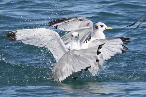 Black-legged Kittiwake, Washington, Washington Winter Birding Tour, Skagit Valley Winter Birding Tour, Naturalist Journeys