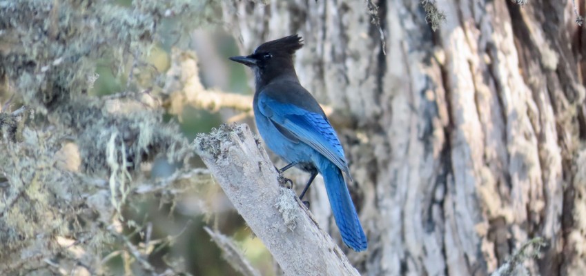 Stellar's Jay, Yellowstone National Park, Nature Tour, Wildlife Tour, National Park, Naturalist Journeys