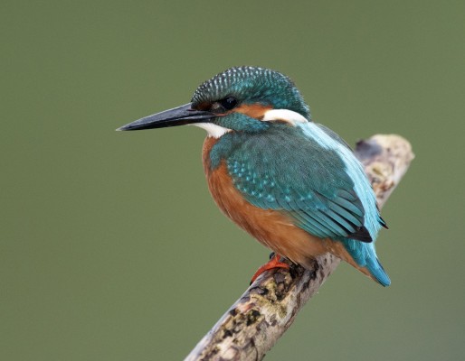 European Kingfisher, Greece, Greece Birding Tour, Greece Nature Tour, Spring Migration Tour, Naturalist Journeys