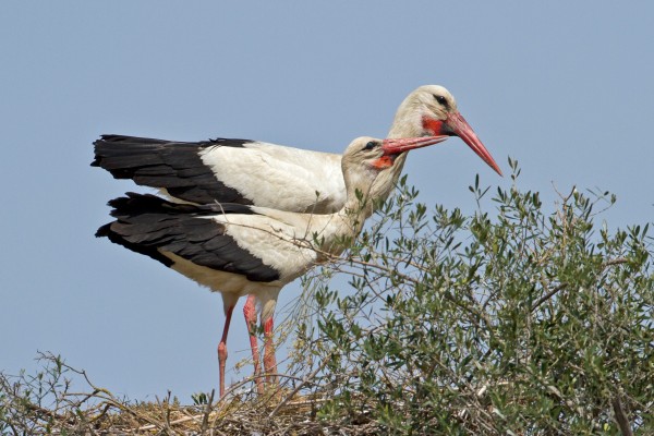 White Stork, Greece, Greece Birding Tour, Greece Nature Tour, Spring Migration Tour, Naturalist Journeys