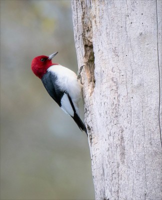 Red-headed Woodpecker, Ohio, Spring Migration, Maumee Bay, Oak Openings, Spring Migration Tour, Migration Tour, Naturalist Journeys