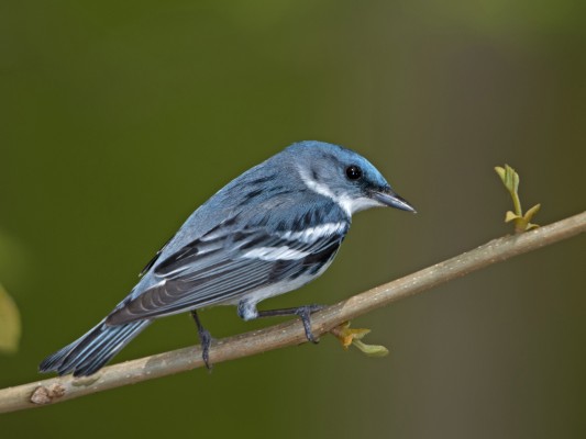 Cerulean Warbler, Ohio, Spring Migration, Maumee Bay, Oak Openings, Spring Migration Tour, Migration Tour, Naturalist Journeys